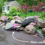 Phlox Subulata 'Candy stripes  vaso 10