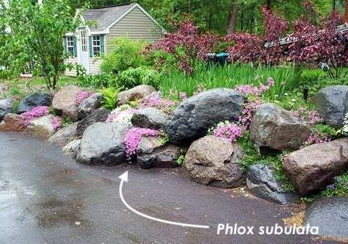 Phlox Subulata 'Candy stripes  vaso 10