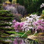 Prunus  Incisa The bride vaso 9 adatto per bonsai