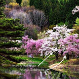 Prunus  Incisa The bride vaso 9 adatto per bonsai