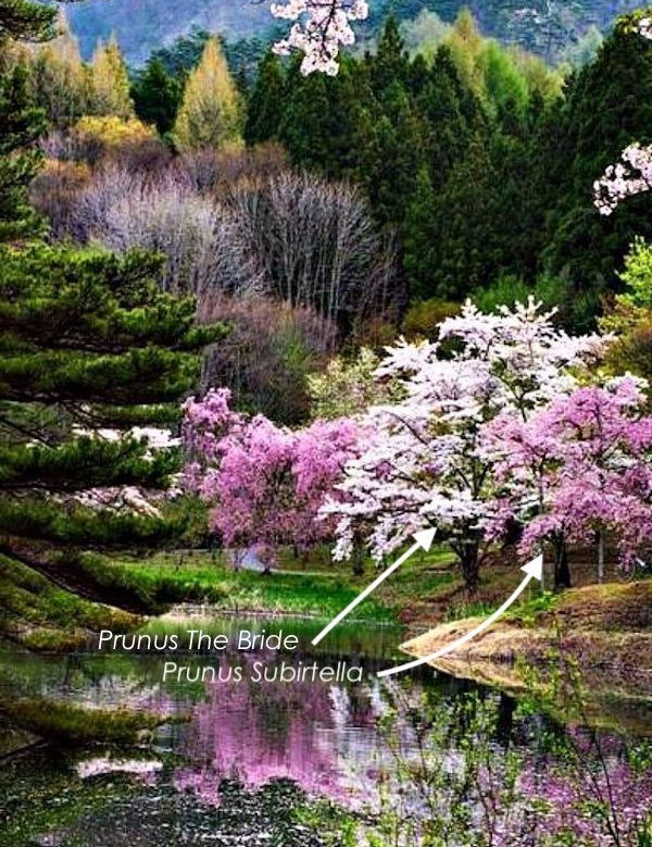 Prunus  Incisa The bride vaso 9 adatto per bonsai