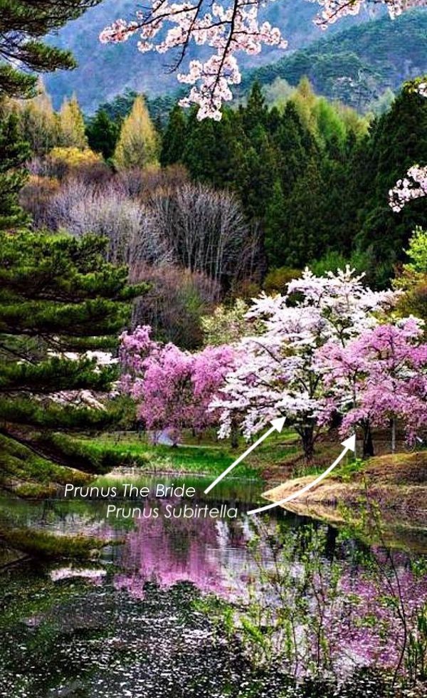 Prunus  Incisa The bride vaso 9 adatto per bonsai
