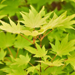Acer Japonica shiras  Jordan cm. 100/125 vaso 24/26