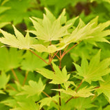 Acer Japonica shiras  Jordan cm. 100/125 vaso 24/26