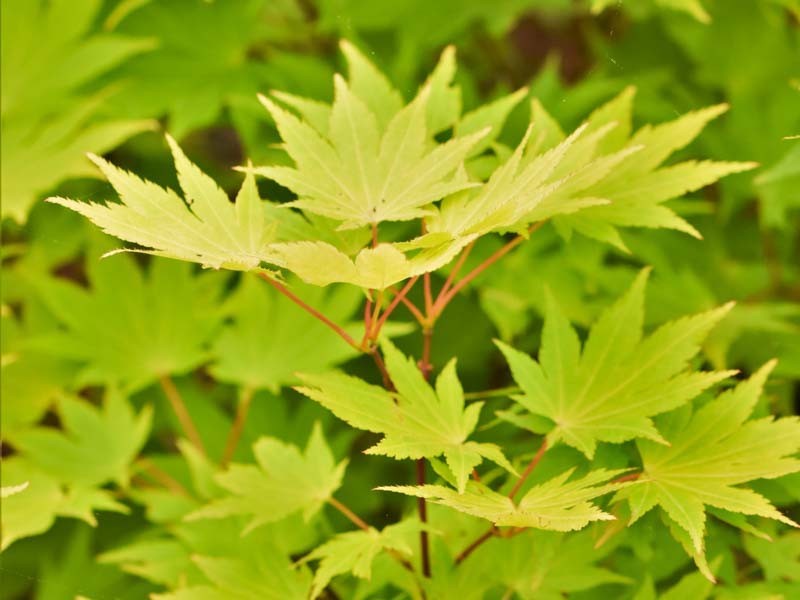 Acer Japonica shiras  Jordan cm. 100/125 vaso 24/26