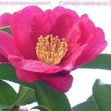 Camelia sasanqua cherylin vaso 17  cm 60/70
