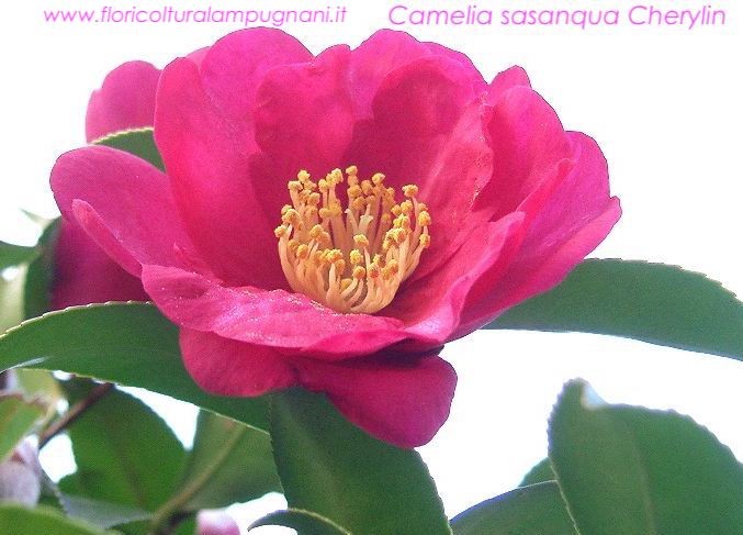 Camelia sasanqua cherylin vaso 17  cm 60/70
