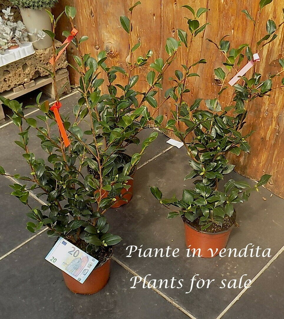 Camelia sasanqua cherylin vaso 17  cm 60/70