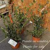 Camelia sasanqua cherylin vaso 17  cm 60/70