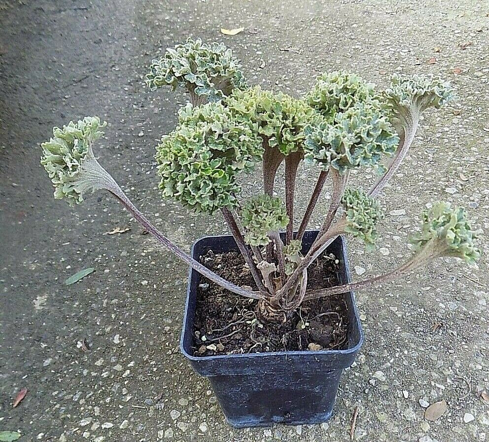 Farfugium Shishi Botan