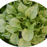 Hosta  Silver
