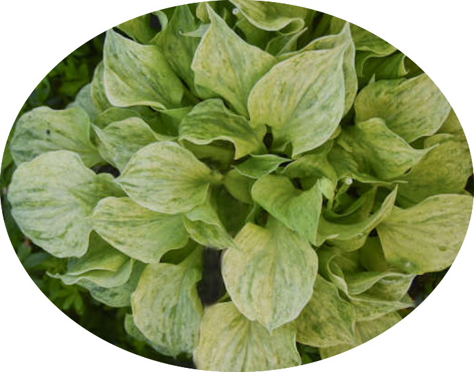 Hosta  Silver