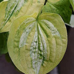Hosta  Silver