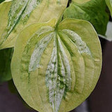 Hosta  Silver
