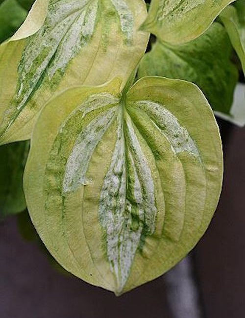 Hosta  Silver