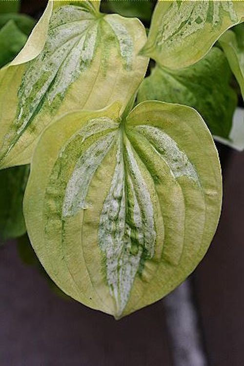 Hosta  Silver