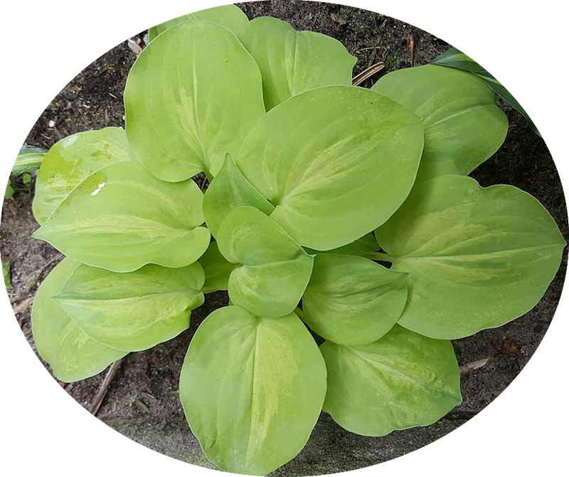 Hosta  Silver