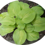 Hosta  Silver