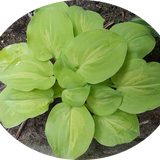 Hosta  Silver