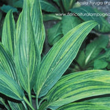Hyuga Urajiro
