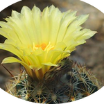 Coryphantha radians spp. Longispina