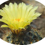 Coryphantha radians spp. Longispina