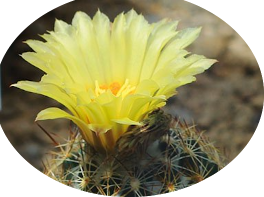 Coryphantha radians spp. Longispina