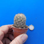 Coryphantha radians spp. Longispina
