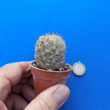 Coryphantha radians spp. Longispina