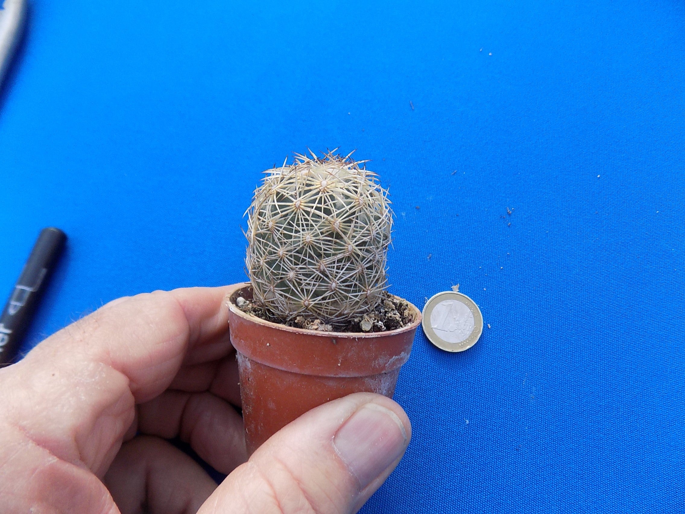 Coryphantha radians spp. Longispina