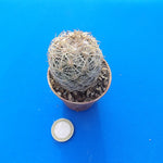 Coryphantha radians spp. Longispina