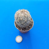 Coryphantha radians spp. Longispina