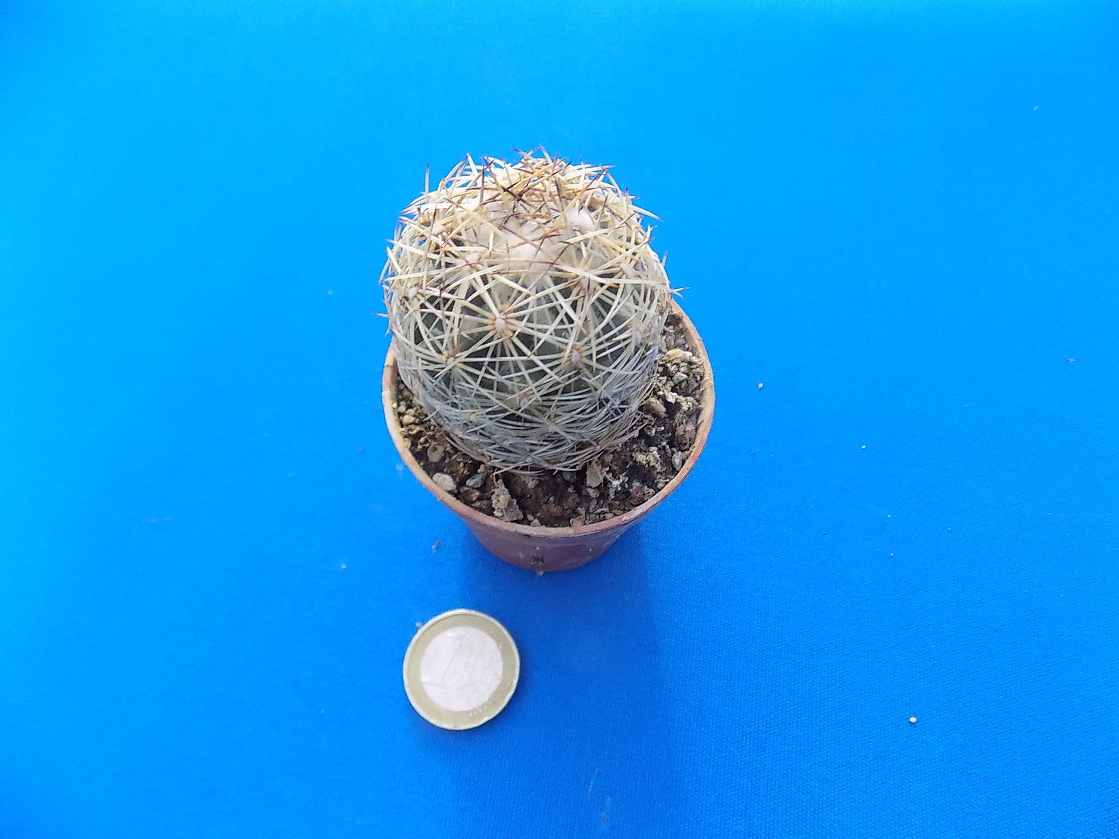 Coryphantha radians spp. Longispina