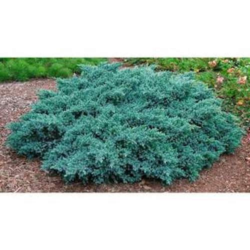Juniperus squamata blue star vaso 15