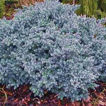 Juniperus squamata blue star vaso 15