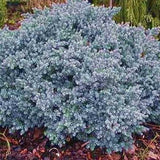 Juniperus squamata blue star vaso 15
