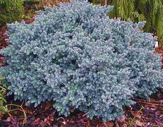Juniperus squamata blue star vaso 15