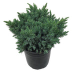 Juniperus squamata blue star vaso 15