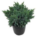 Juniperus squamata blue star vaso 15