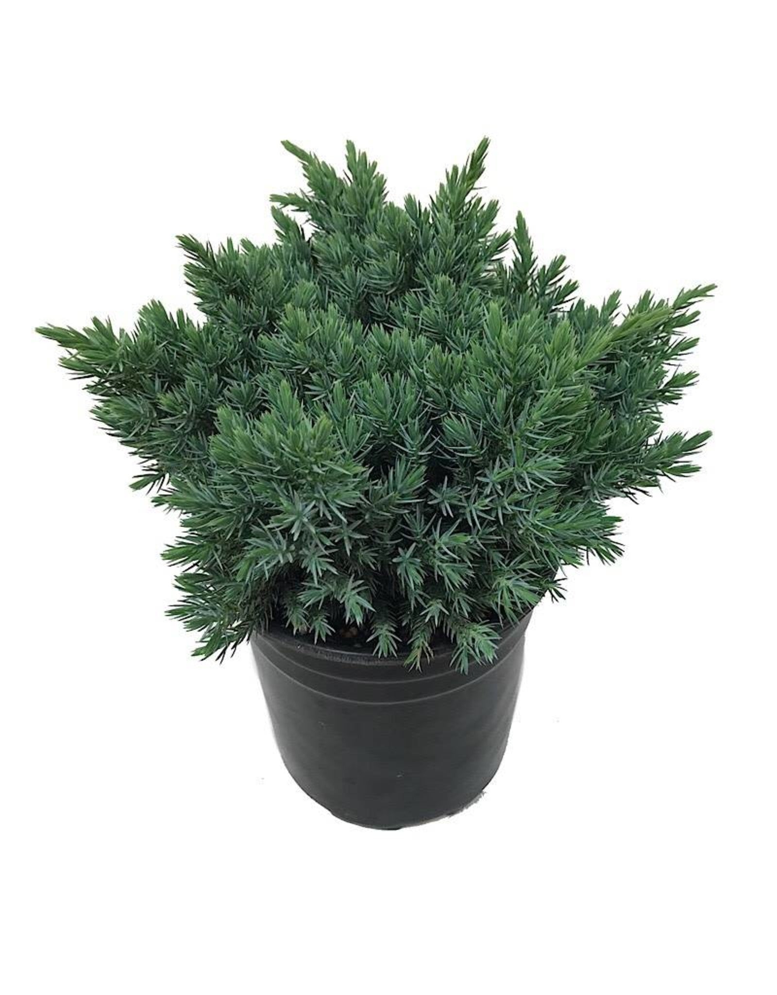 Juniperus squamata blue star vaso 15