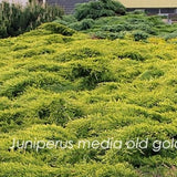 Juniperus media old gold  vaso 15