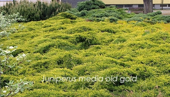 Juniperus media old gold  vaso 15