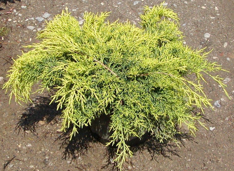 Juniperus media old gold  vaso 15