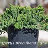 Juniperus Procubens nana vaso 15