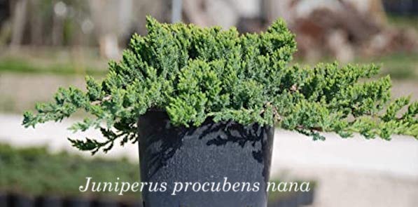 Juniperus Procubens nana vaso 15