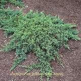 Juniperus Procubens nana vaso 15