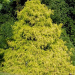 Chamaecyparis Filifera aurea  vaso 15