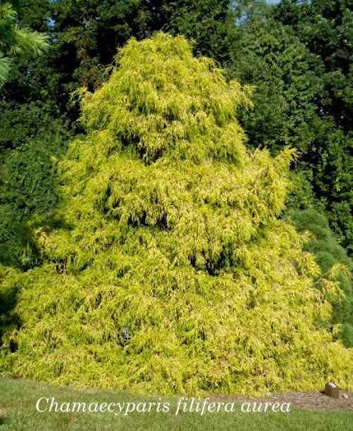 Chamaecyparis Filifera aurea  vaso 15