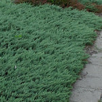 Juniperus Blue Chip vaso 15