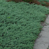 Juniperus Blue Chip vaso 15